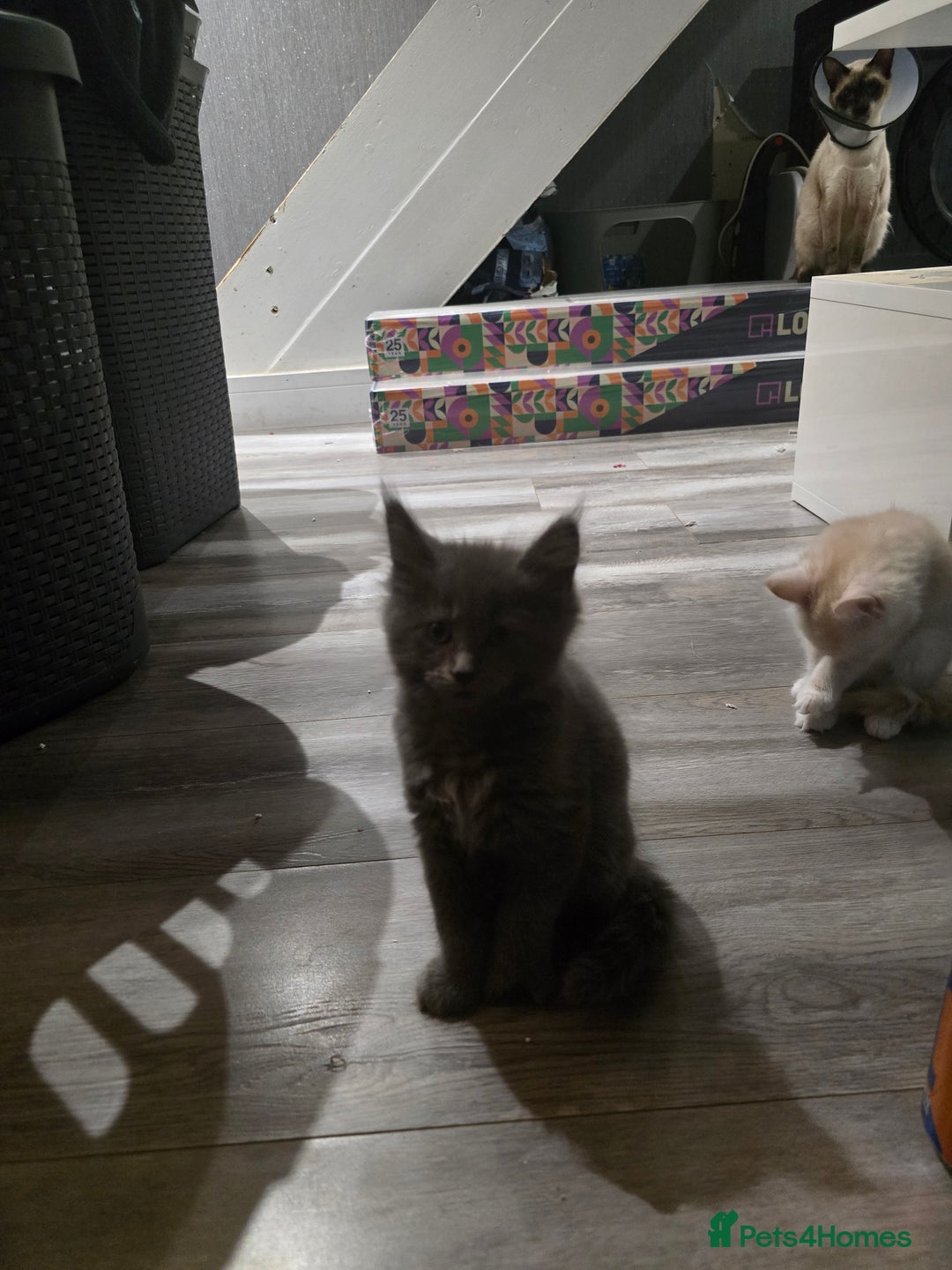 Maine Coon cats for sale: Last 3 main coon kittens - Advert 6