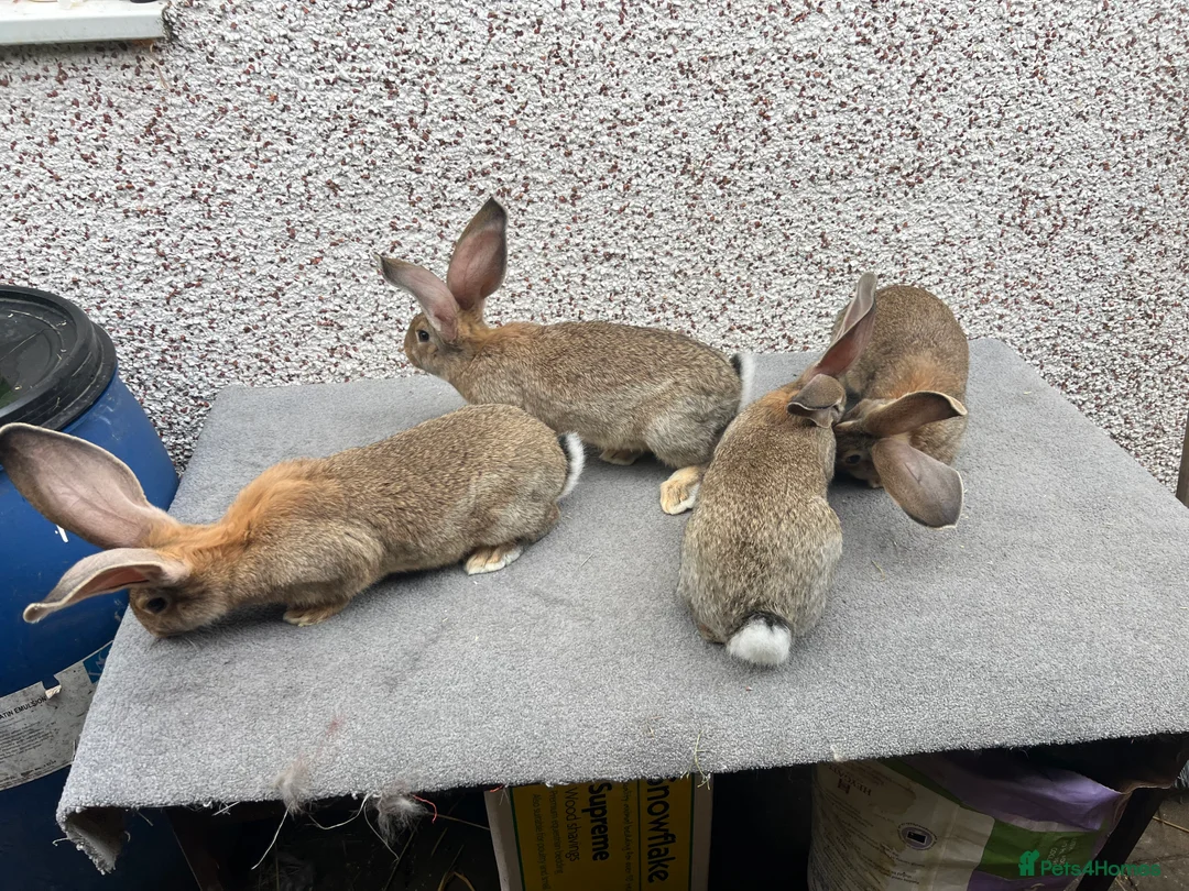 Continental Giant rabbits for sale: Giant continental  - Advert 7