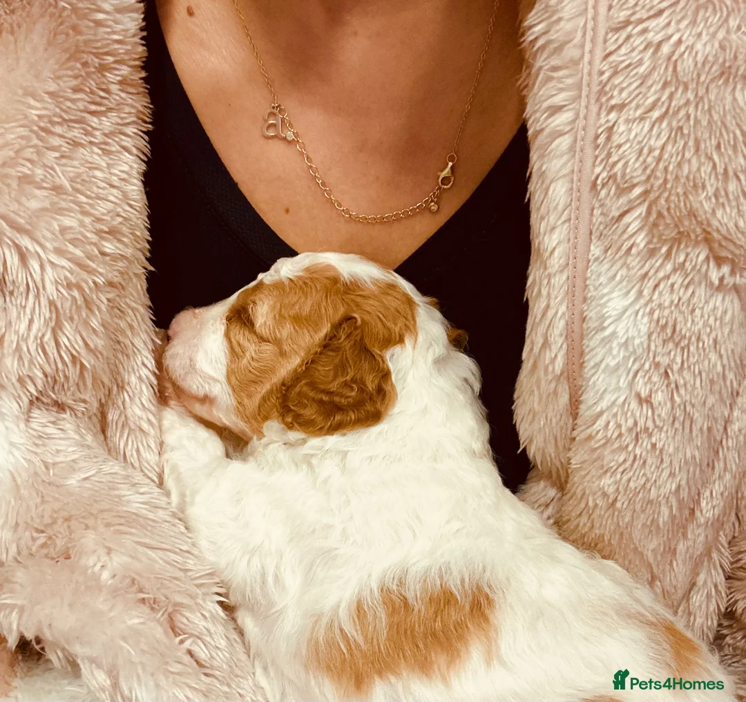 Cockapoo dogs for sale: F2b Cockapoo Puppies Health‑Tested Pedigree Lines - Advert 7