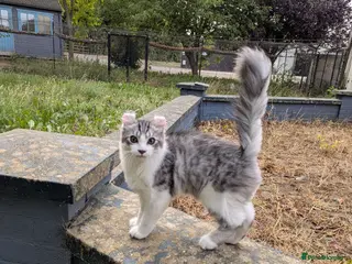 American Curl cats Beautiful, playful Rare American Curl Kittens - Advert 5