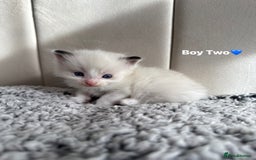 Ragdoll cats for sale: Five Beautiful Pure Breed Ragdoll Kittens🤍 - Image 21