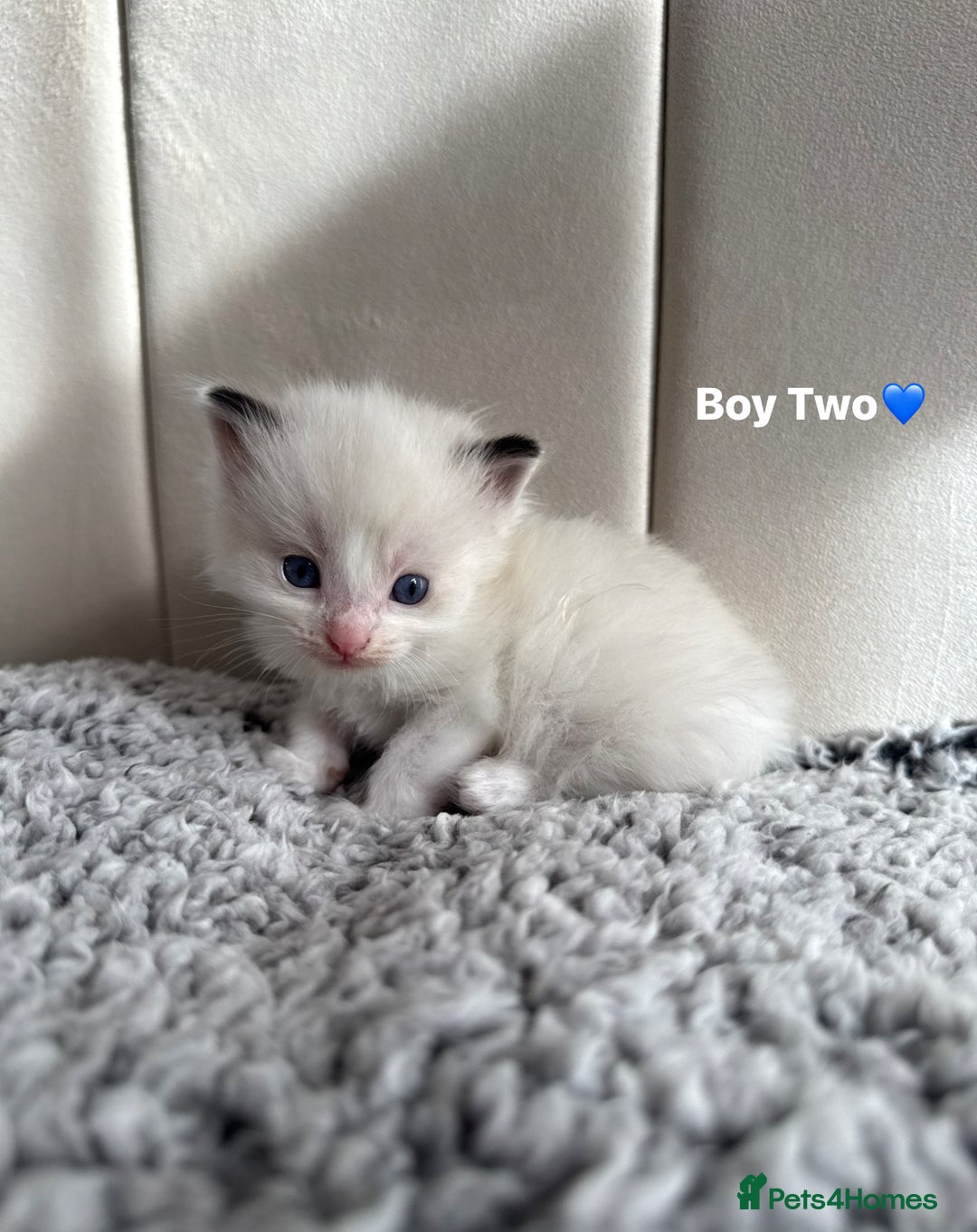 Ragdoll cats for sale: Five Beautiful Pure Breed Ragdoll Kittens🤍 - Image 21