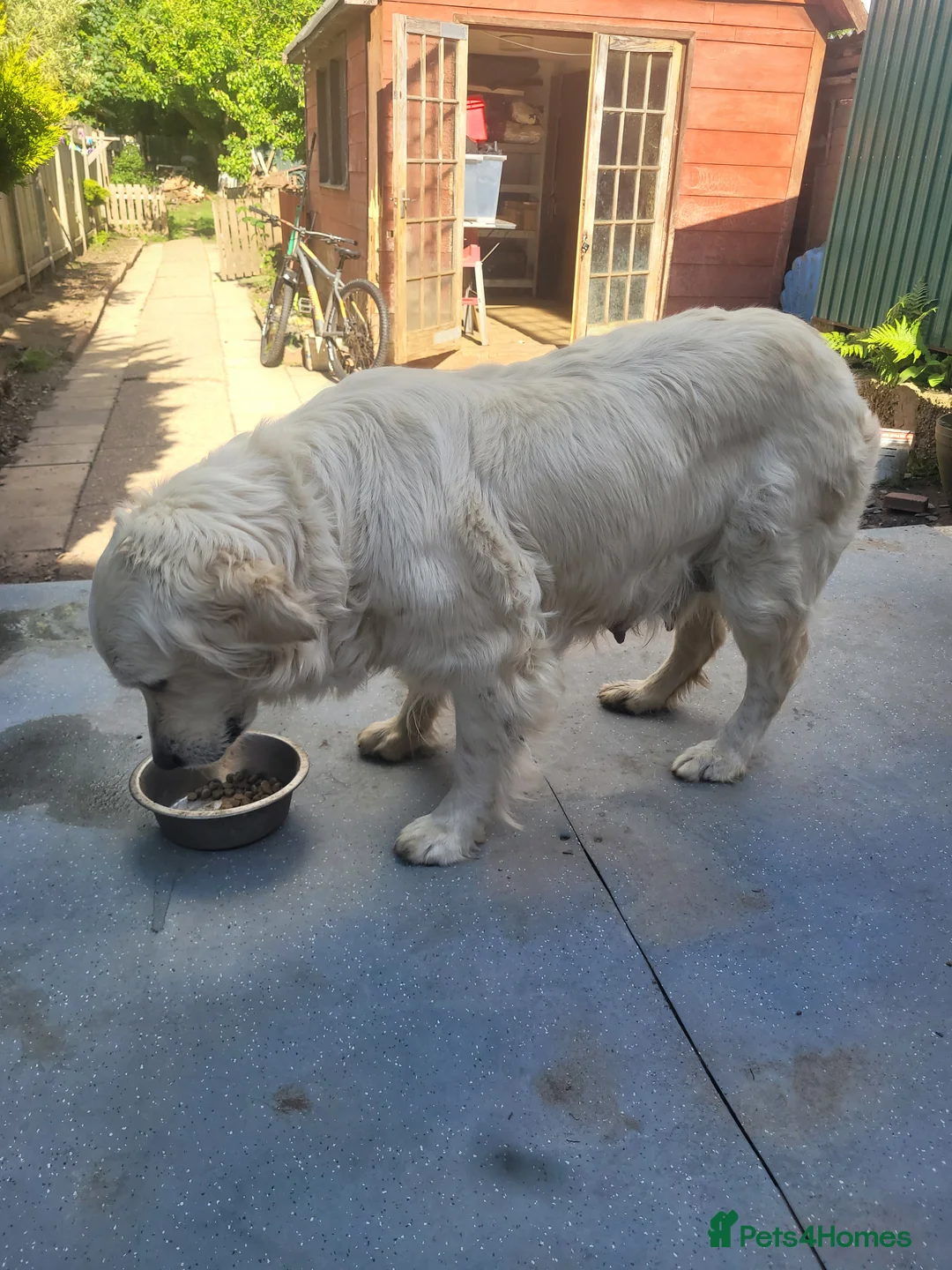 Golden Retriever dogs for sale: Golden retriever puppies in Hull - Advert 1