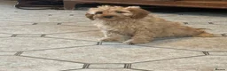 Cavapoo dogs for sale: Fox red&  dark peach cavapoo’s reared with love. - Advert 3