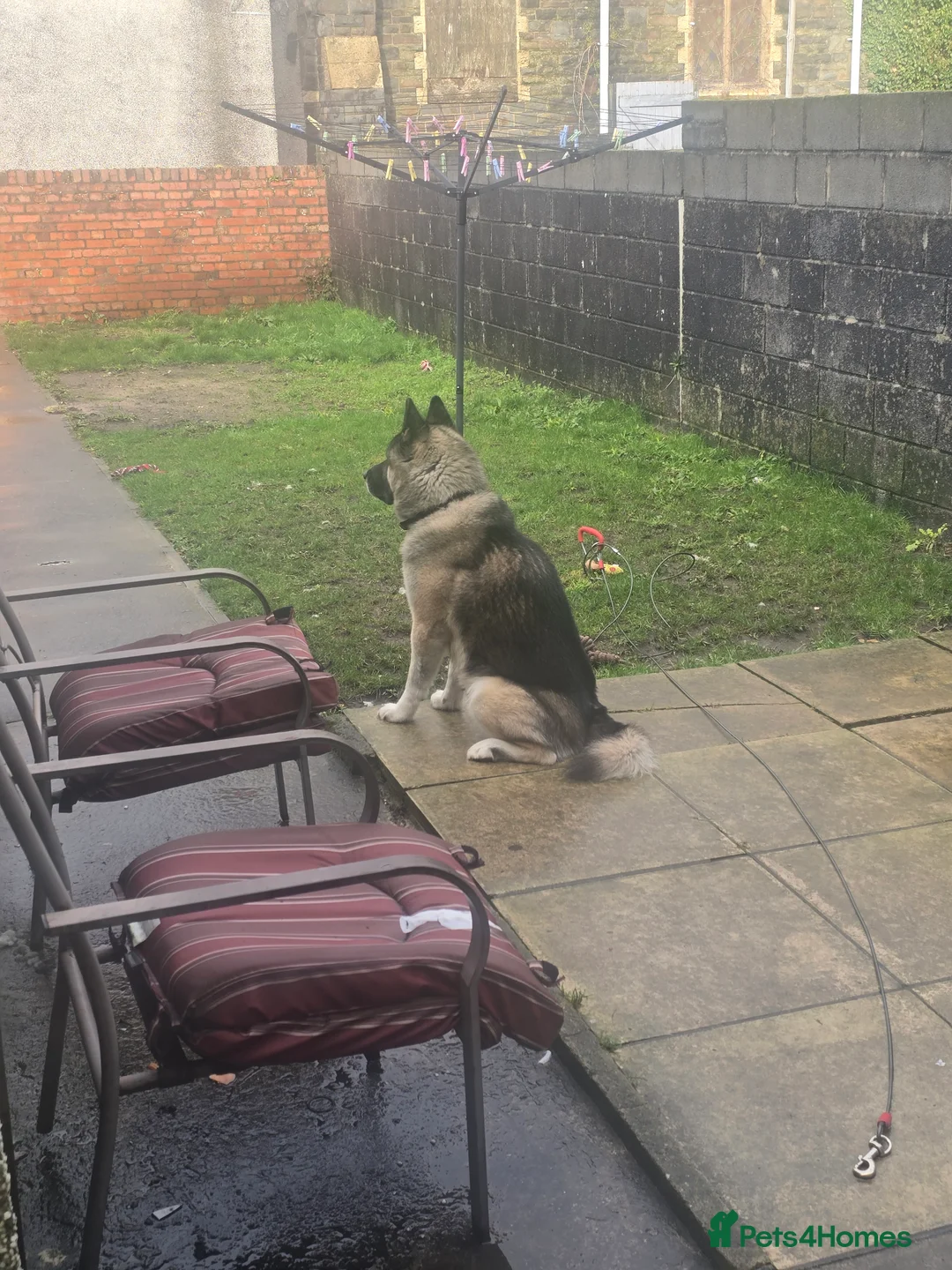 Mixed Breed dogs for sale: Pedro - Advert 7