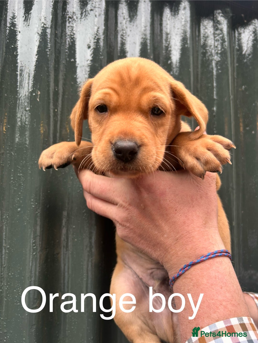 Labrador Retriever dogs for sale: Yellow/red Labrador puppies  - Image 12