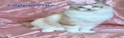 Ragdoll cats for sale: Tica registered exceptional  Ragdolls  - Advert 16