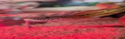 Corn Snake reptiles for sale: Lovely Corn Snake  - Advert 5