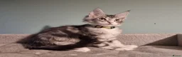 Maine Coon cats for sale: LAST 2 BEAUTYFULL KITTENS Tica Reg.!! - Advert 22