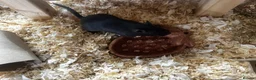 Gerbil rodents for sale: Two female gerbils  - Advert 3