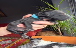 Mixed Breed dogs for sale: Bedlington x whippet puppies - Image 12
