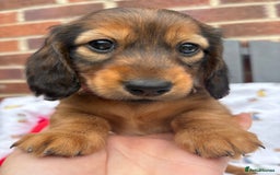Miniature Dachshund dogs for sale: Amazing Champ Bloodlines Mini Dachshunds ✨ - Image 21