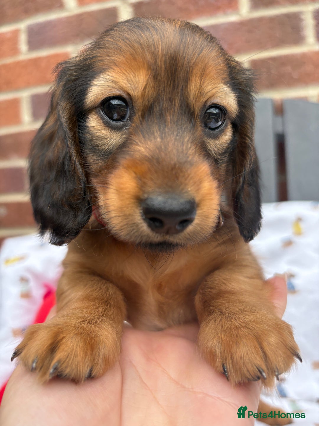 Miniature Dachshund dogs for sale: Amazing Champ Bloodlines Mini Dachshunds ✨ - Image 21