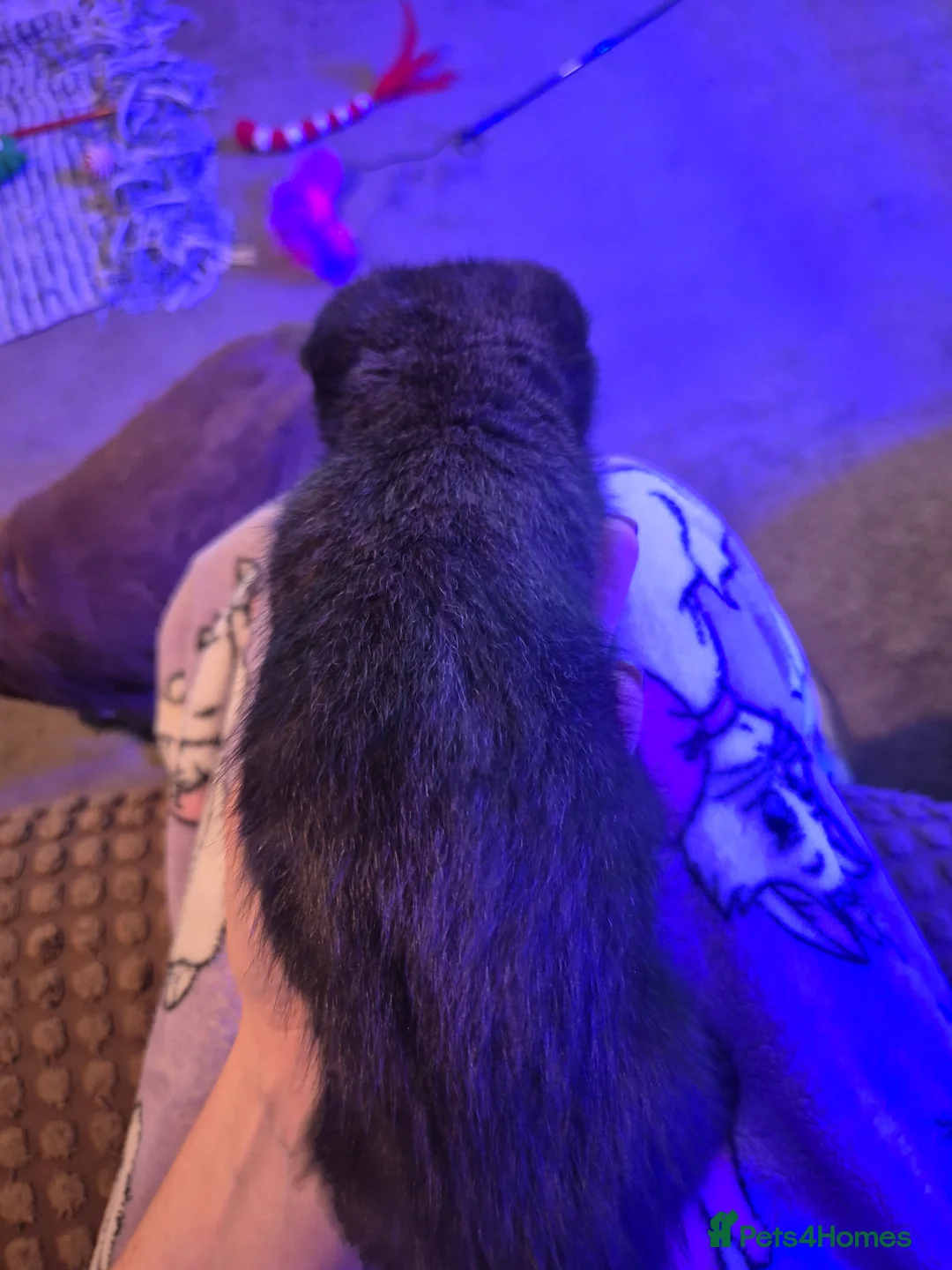 Scottish Fold cats for sale: *Reduced*TICA REGISTERED  - Advert 9