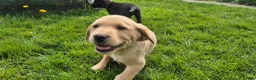 Labrador Retriever dogs for sale: Beautiful and handsome lab puppies - Advert 4