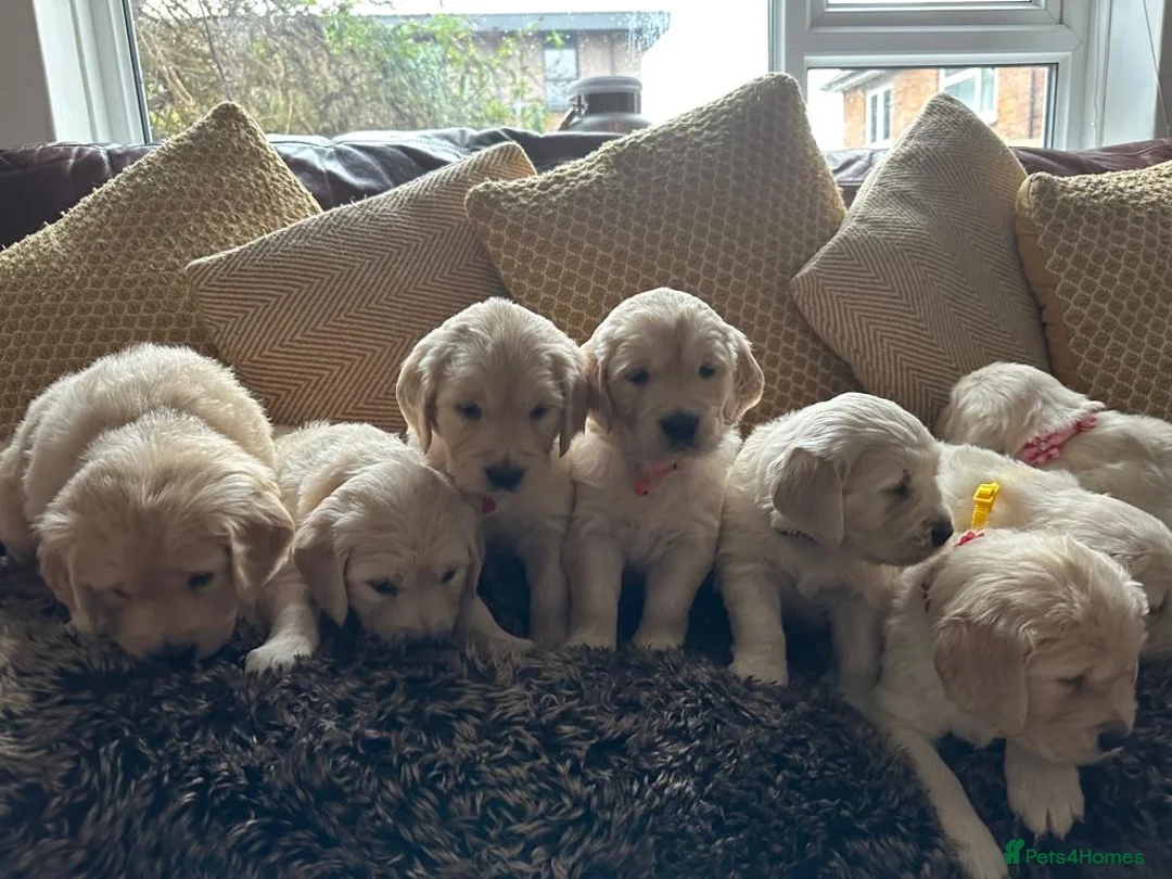 Golden Retriever dogs for stud: A proven gorgeous Golden Retriever for stud in Haywards Heath - Advert 25