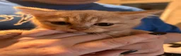 British Shorthair cats for sale: Gorgeous British shorthair kittens - Advert 6
