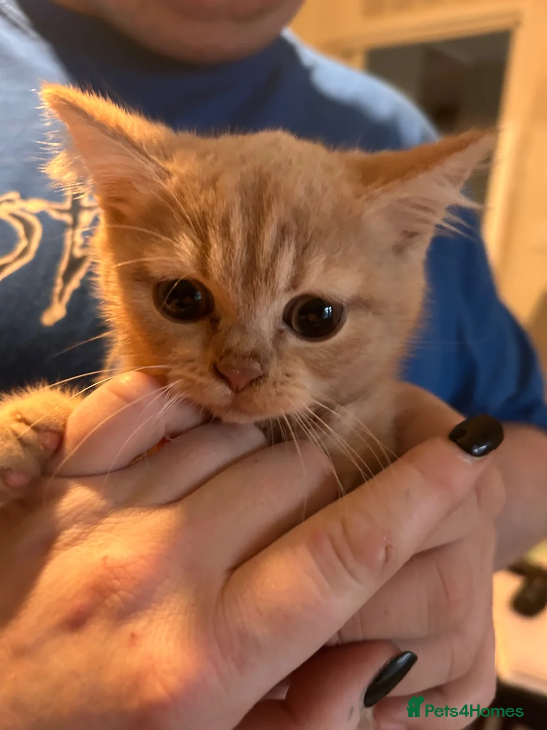 British Shorthair cats for sale: Gorgeous British shorthair kittens - Advert 6