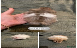 Hamster rodents for sale: Stunning long haired Syrian hamsters  - Image 1