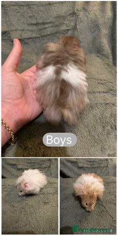 Hamster rodents - Advert 8