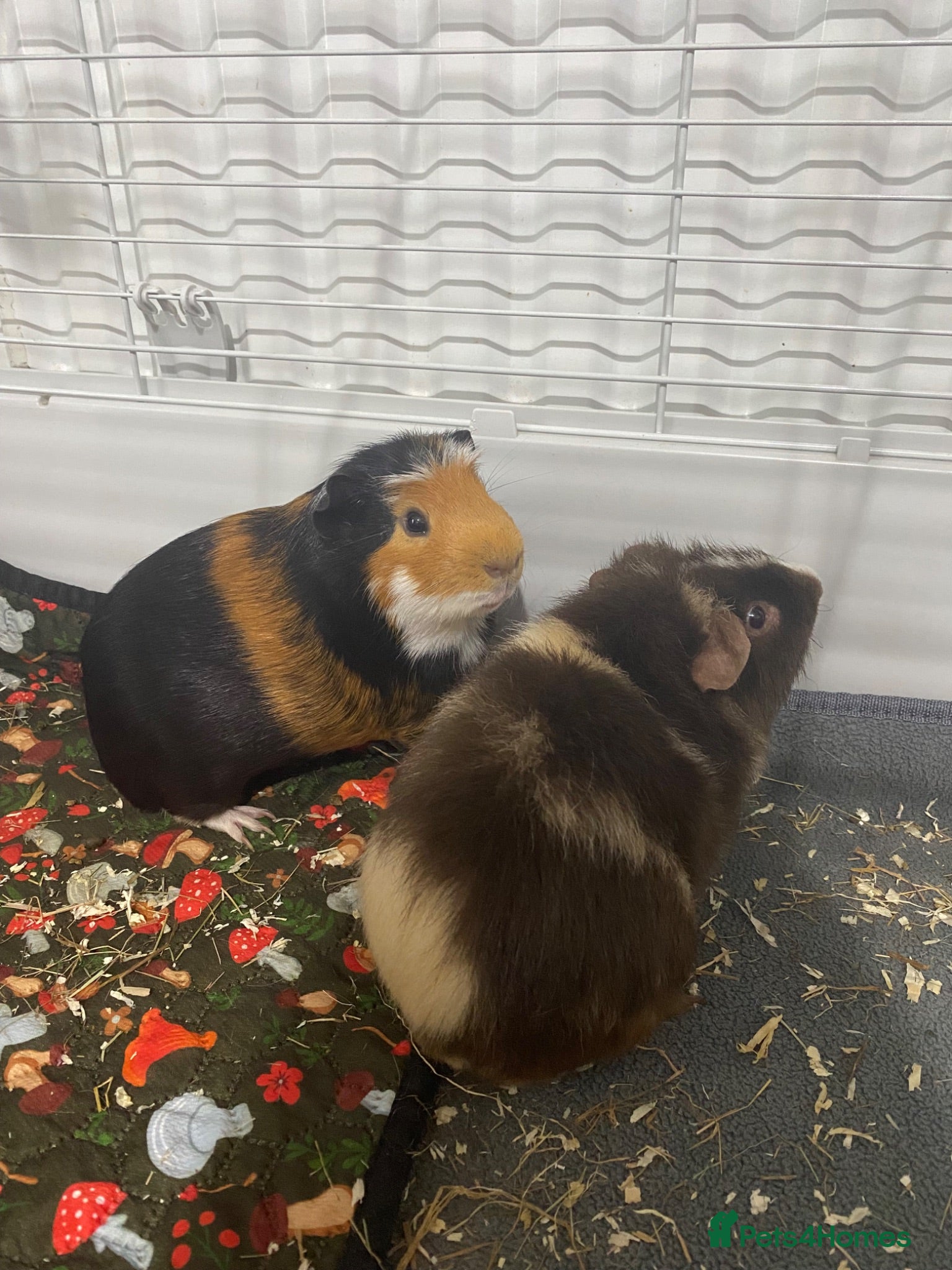 Guinea Pig rodents Two male guinea pigs  - Advert 1