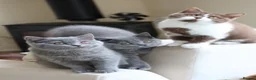 British Shorthair cats for sale: Ready now British Shorthair Blue kittens  - Advert 5