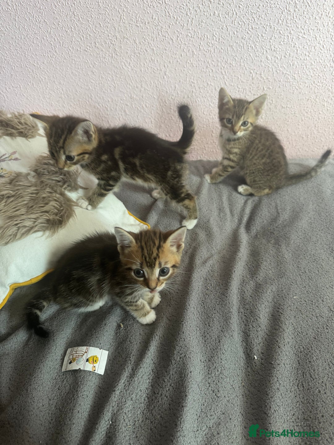 Mixed Breed cats for sale: Adorable kittens  - Image 11