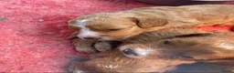 Cavapoo dogs for sale: F1 Cavapoo boys/girls  - Advert 2