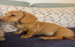 Miniature Dachshund dogs for sale: 🐶 Miniature Smooth Haired Dachshunds. KC REG. 🐶  - Image 15
