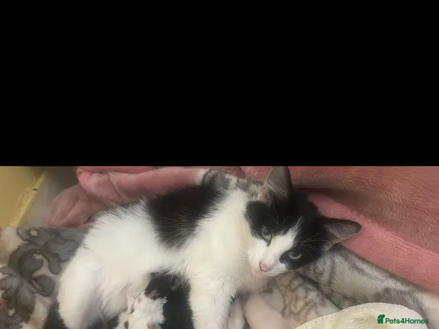 Mixed Breed cats 3 beautiful kittens looking for loving homes - Advert 3