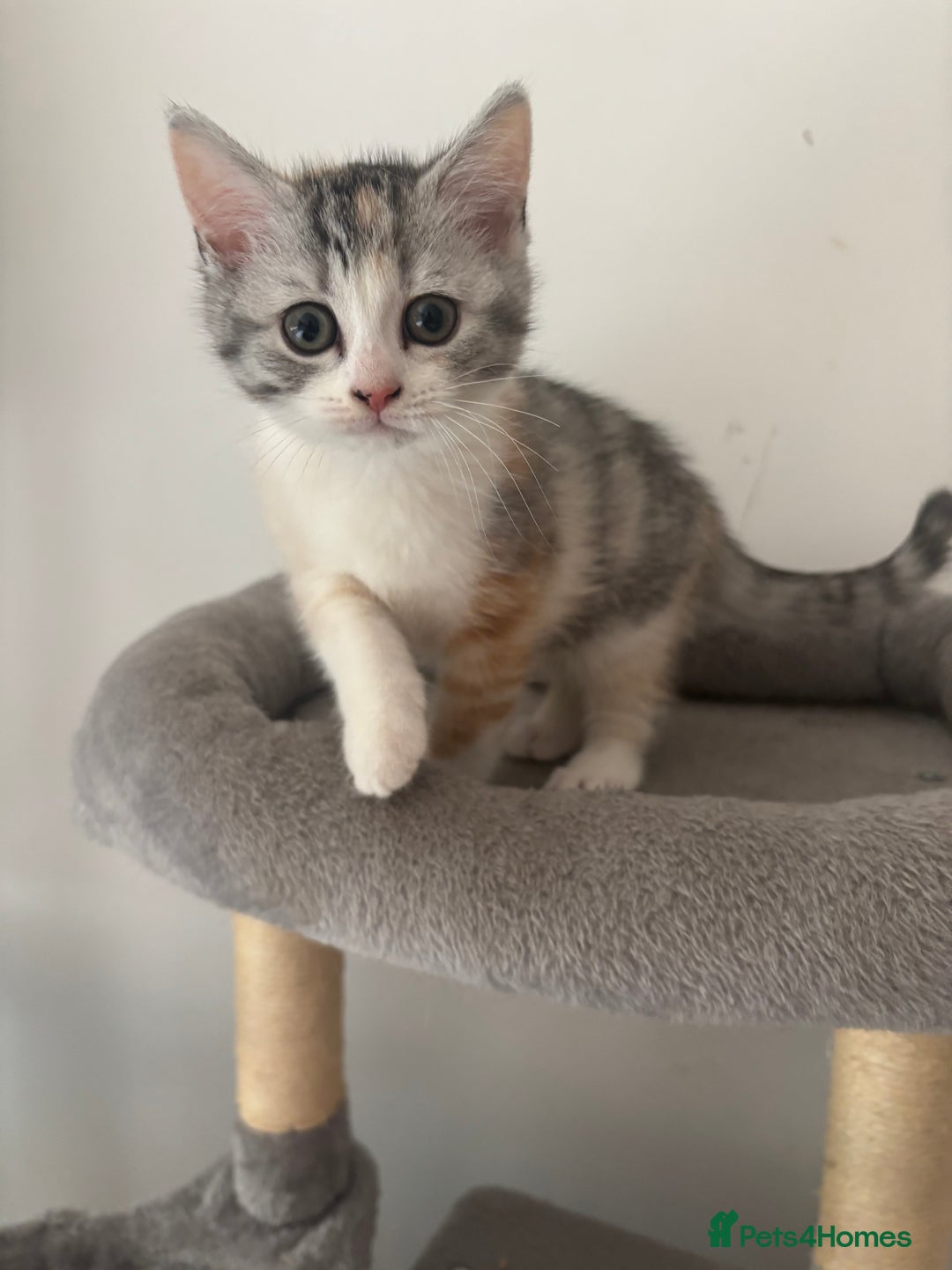 Scottish Fold cats for sale: Scottish fold kittens  - Image 1