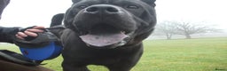 Mixed Breed dogs for adoption: Blackie - Advert 2