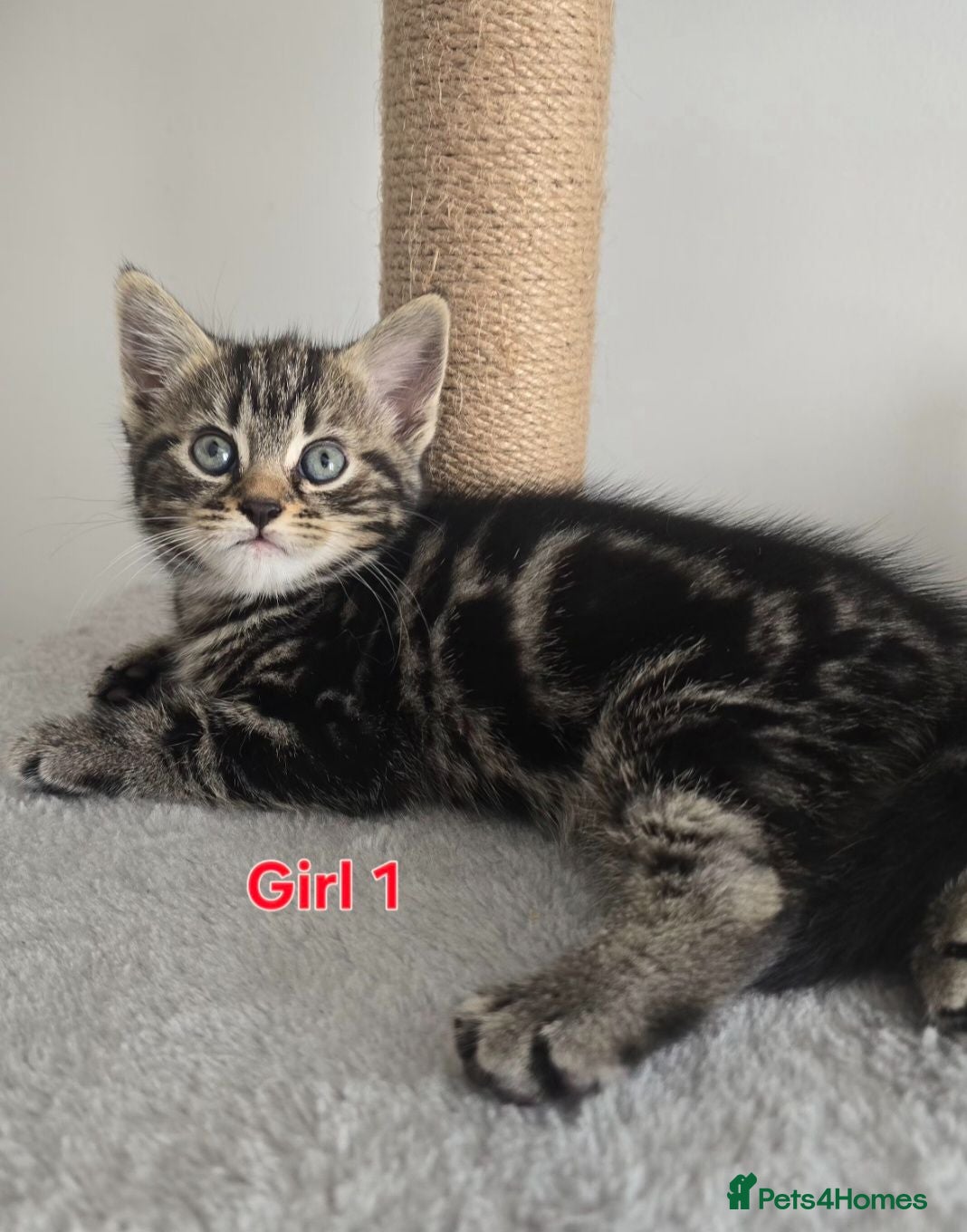 Mixed Breed cats Beautiful kittens - Advert 4