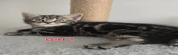 Mixed Breed cats for sale: Beautiful kittens - Advert 4