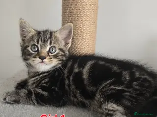 Mixed Breed cats Beautiful kittens - Advert 4