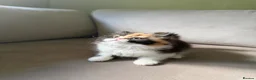 British Longhair cats for sale: Black tortie and white cinnamon carrier  - Advert 9