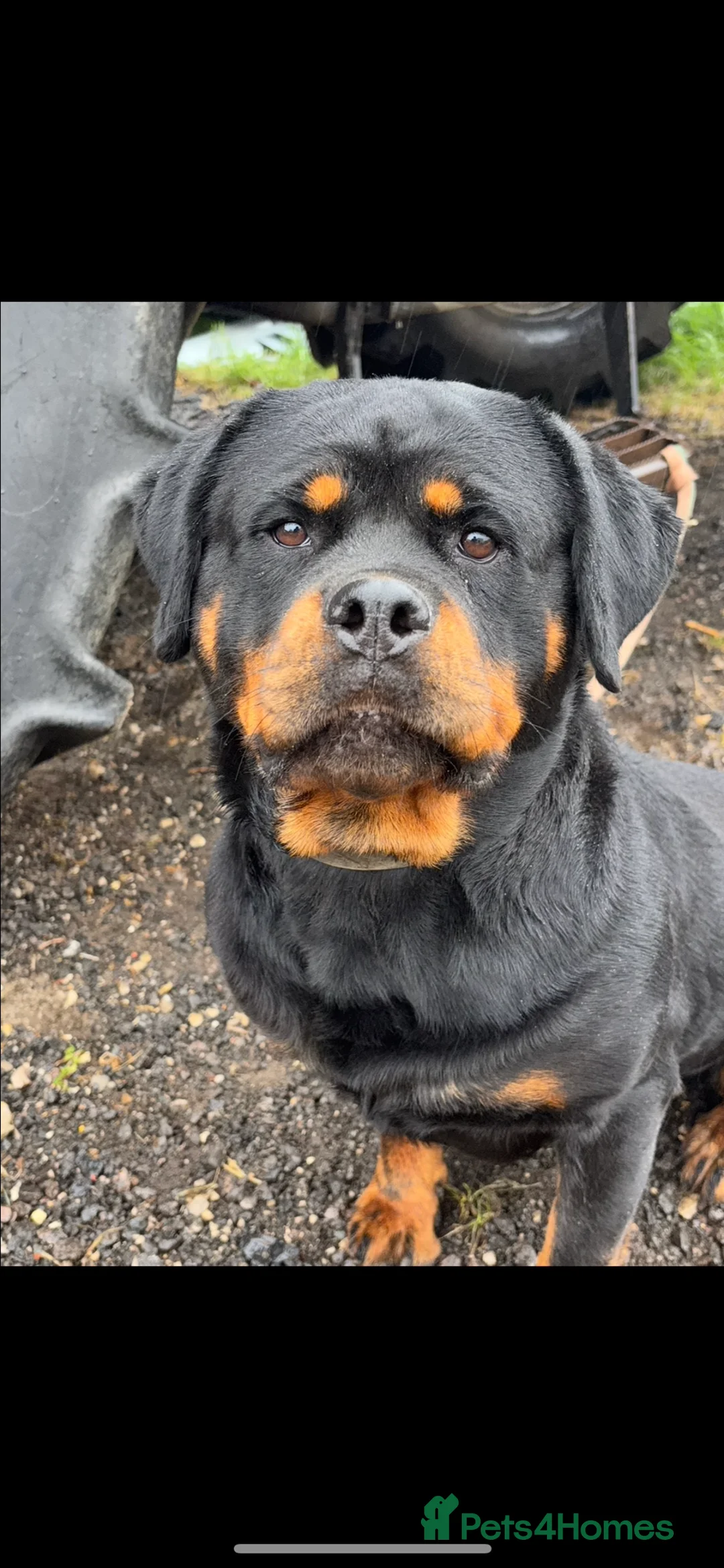 Mixed Breed dogs for sale: Rottweiler x malinois - Advert 6