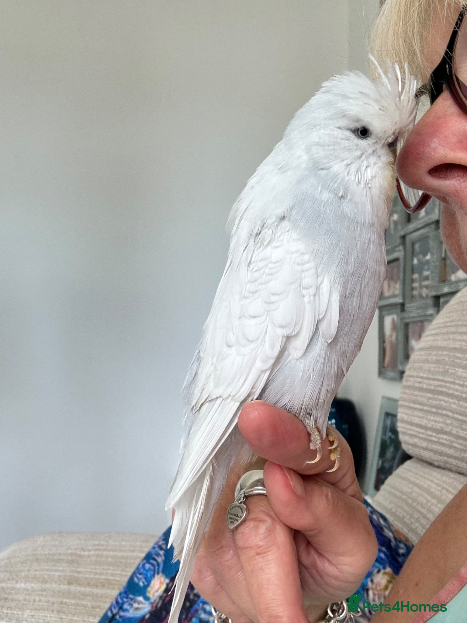 Budgerigars birds Super Tame Exhibition Budgie - Advert 12