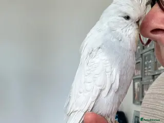 Budgerigars birds Super Tame Exhibition Budgie - Advert 12