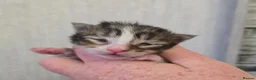 Maine Coon cats for sale: Beautiful Maine Coon Kittens  - Advert 9