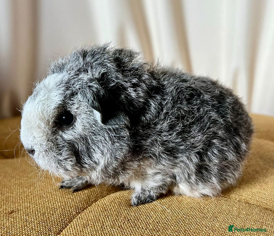 Guinea Pig rodents for sale: Texel guinea pig babies  - Image 5