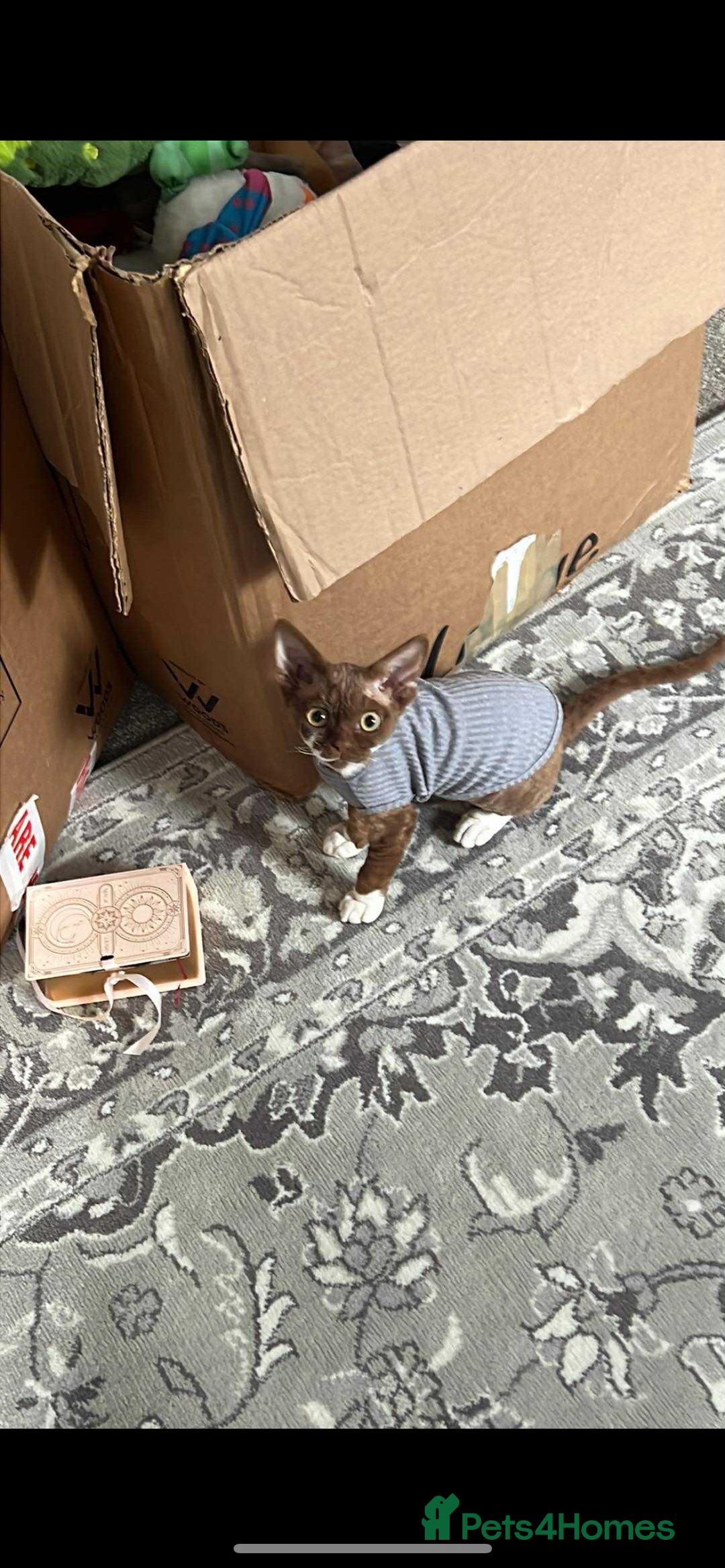 Devon Rex cats for sale: Beautiful GCCF Devon Rex girl  - Image 1