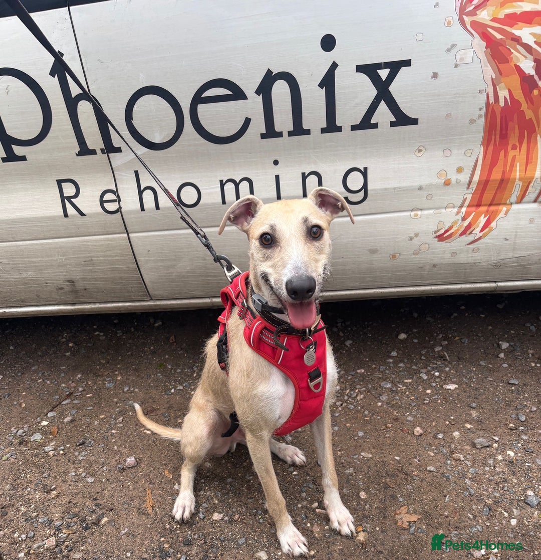 Lurcher dogs for adoption: FOR ADOPTION - DOBBY - SOUTHAMPTON  - Image 2