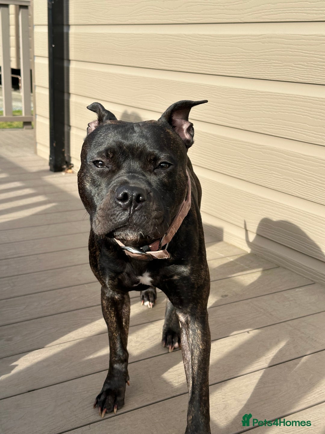 Staffordshire Bull Terrier dogs for sale: Staffordshire Bull Terrier hybrid puppies  - Advert 1