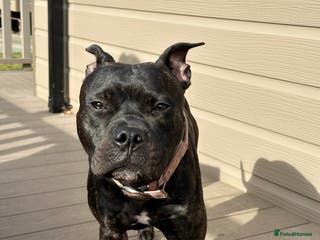 Staffordshire Bull Terrier dogs Staffordshire Bull Terrier hybrid puppies - Advert 1