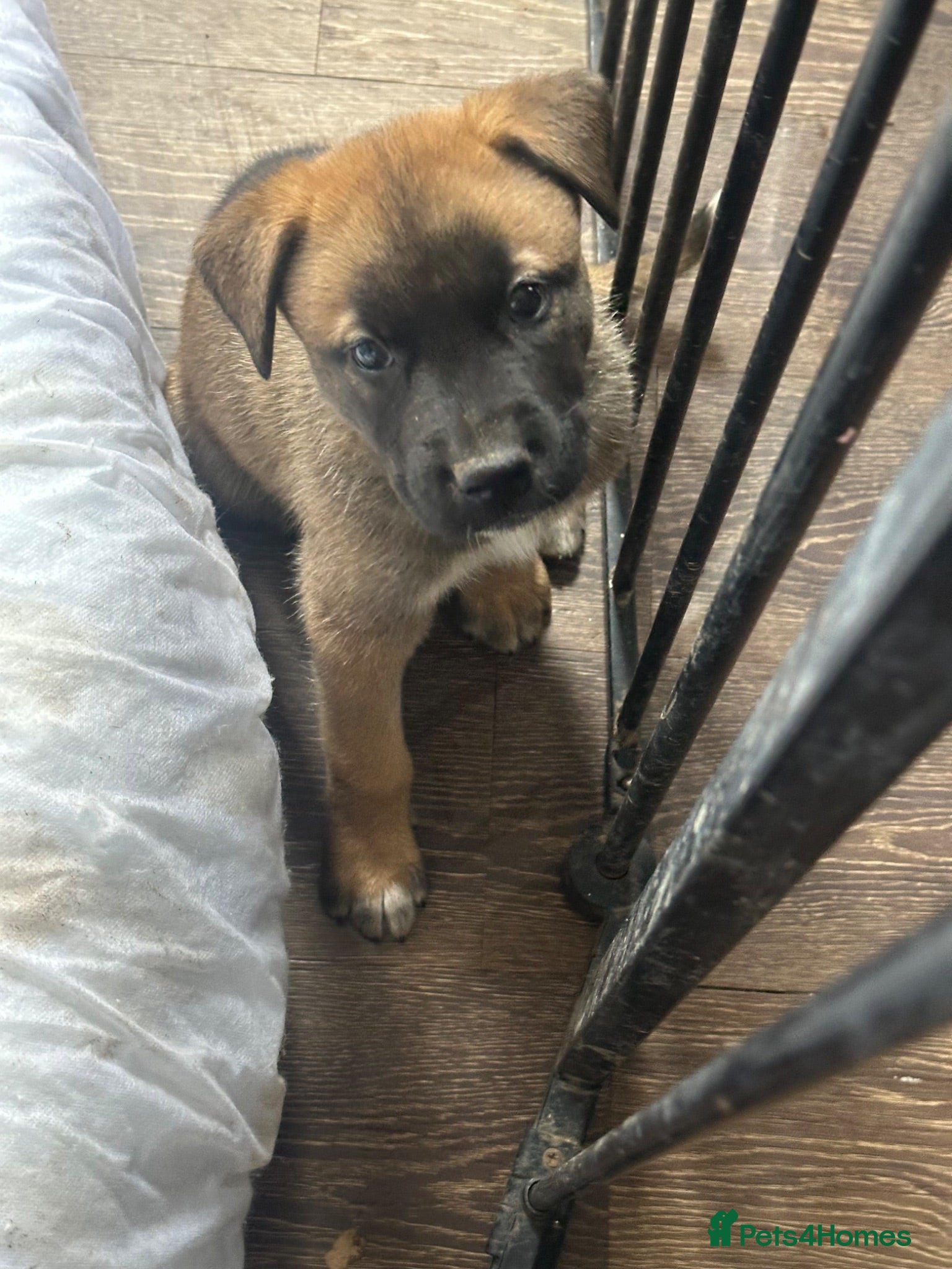 Mixed Breed dogs Puppy’s  - Advert 1