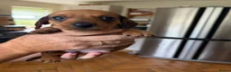 Miniature Dachshund dogs for sale: Gorgeous red mini Dachsund puppies - Advert 8