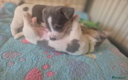 Jack Russell dogs for sale: Beautiful Blue tri miniature jack russells  - Image 6