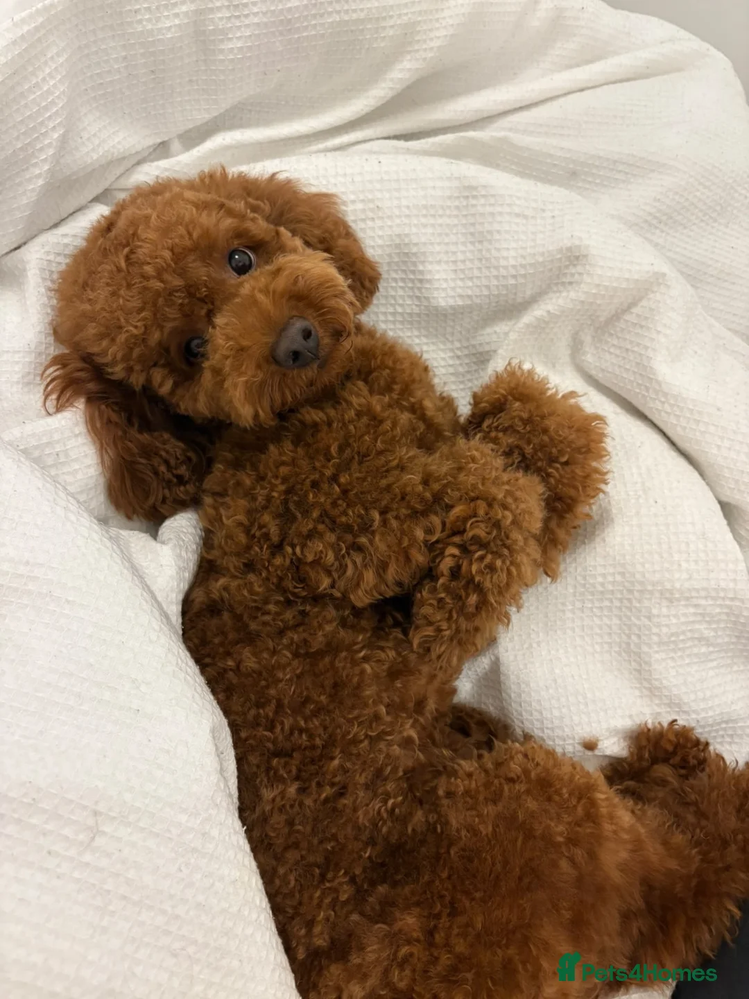 Toy Poodle dogs for stud: Red Toy Poodle for stud in London - Advert 3