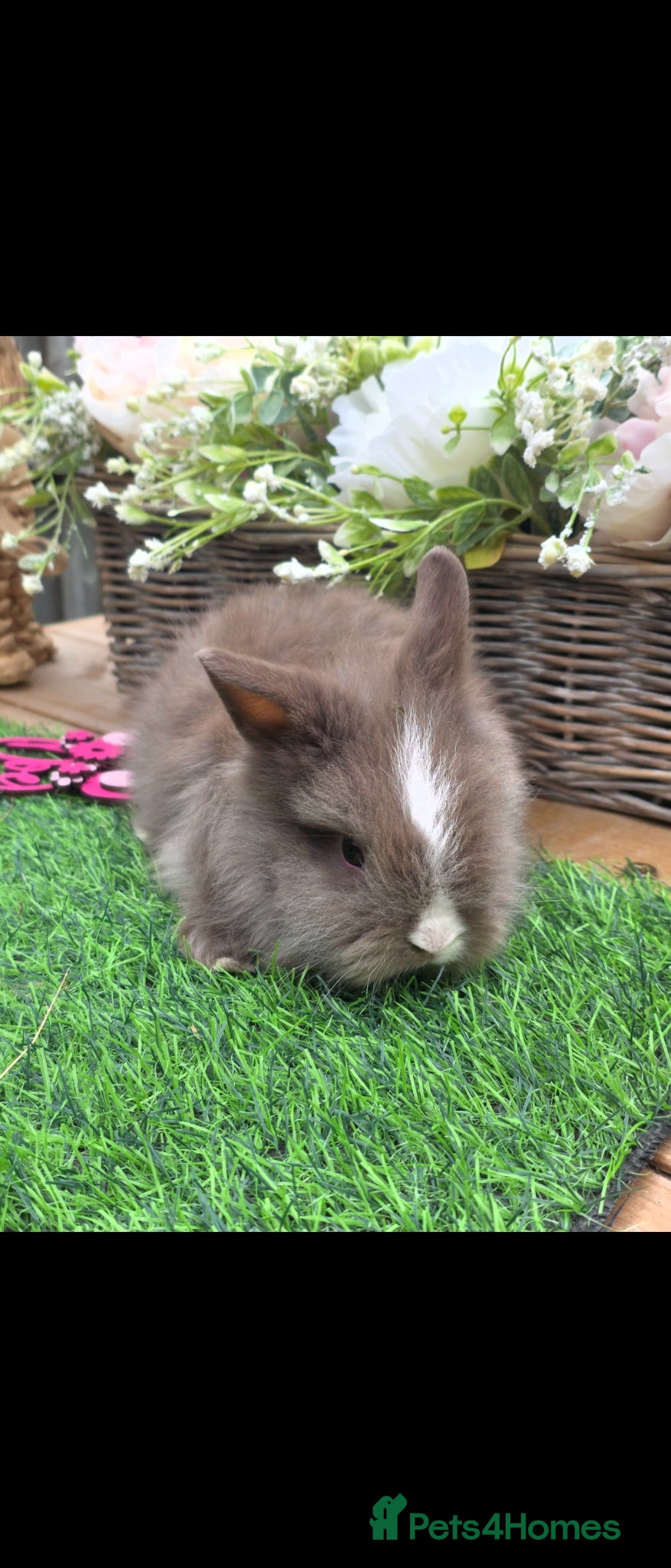 Lionhead rabbits RESERVED - Advert 2
